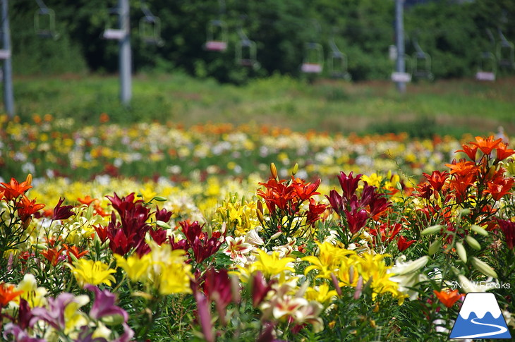 北海道最大級、213万輪のゆりの花！『オーンズ春香山ゆり園』